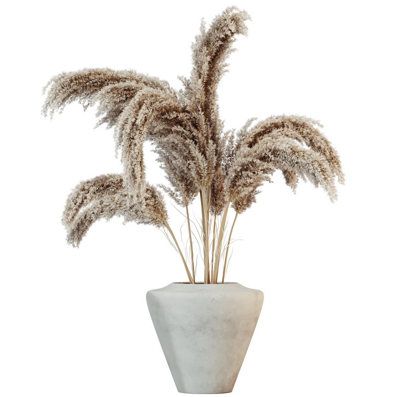 HQ HousePlants Decorative Miscanthus Pampas Dried Branches Pampy - Image 2