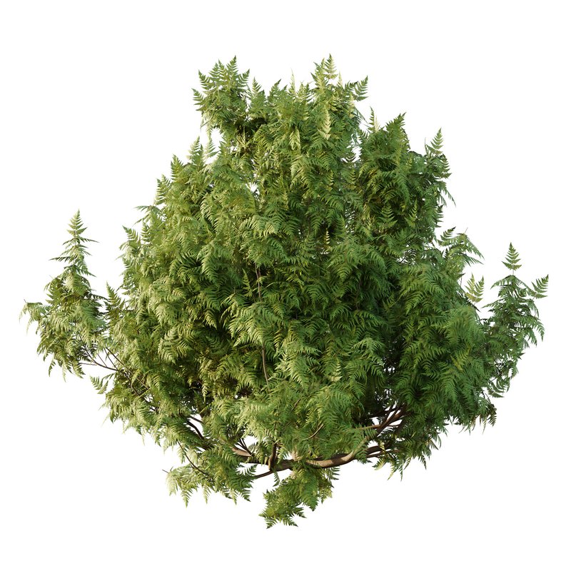 Cypress Bush 07 - Image 2