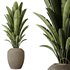 HQ HousePlants Ravenala Banana Strelitzia Nicolai Bird Of Paradise Set10 - Thumbnail 3