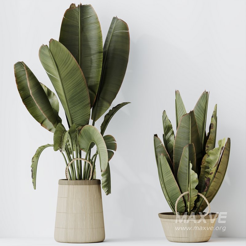 HQ HousePlants Ravenala Banana Strelitzia Nicolai Bird Of Paradise Set07 - Image 3