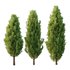 Italian Cypress Tree 30 - Thumbnail 3