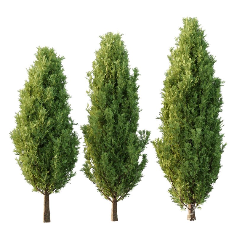 Italian Cypress Tree 30 - Image 3