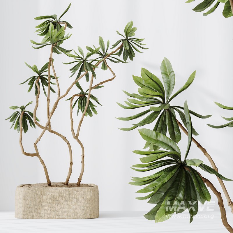 HQ HousePlants Decorative Ficus Cyathistipula African Fig03 - Image 4