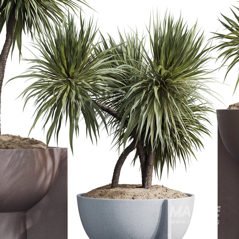 HQ HousePlants Spineless Yucca Aloifolia Rostrata Palm Desmetiana Set03 - Image 4