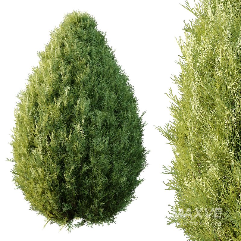 Italian Cypress Tree 33 - Image 2