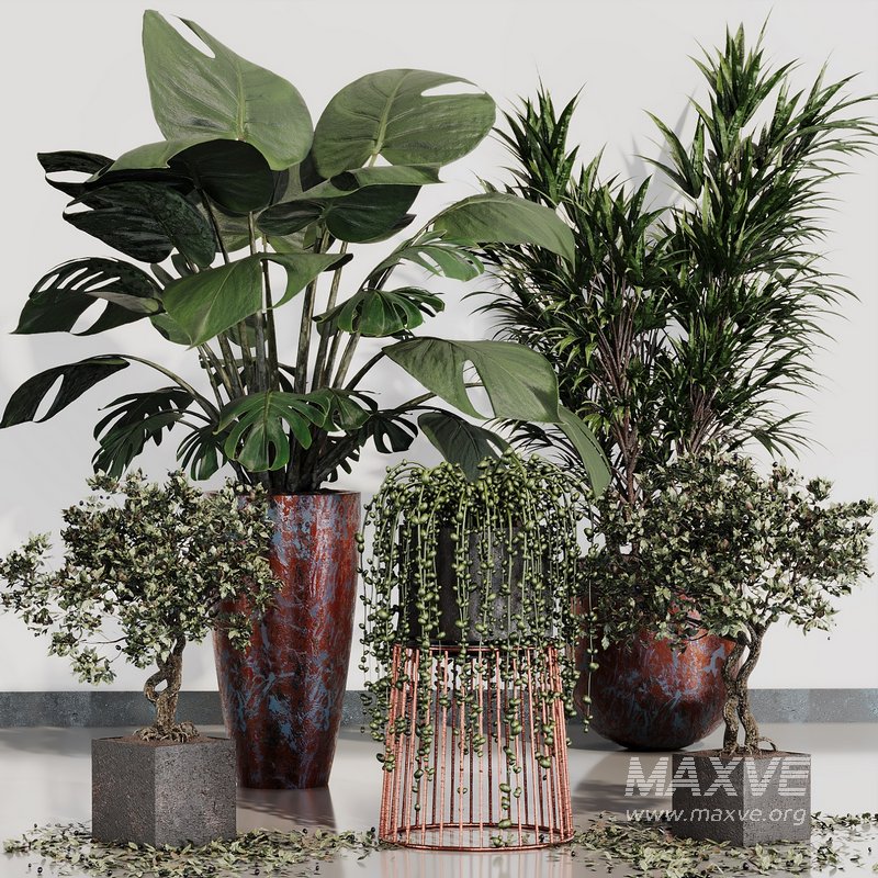 INDOOR PLANT SET 07 - Image 1