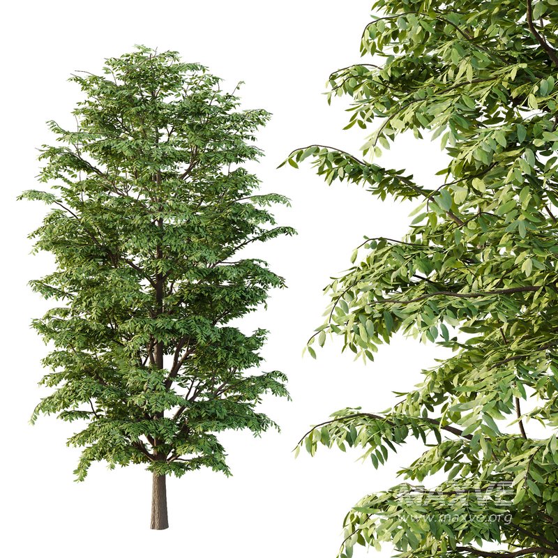 fraxinus excelsior Tree06 - Image 2