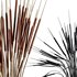 HQ HousePlants Decorative Stoilan Pampas Dried Branches Pampy - Thumbnail 3