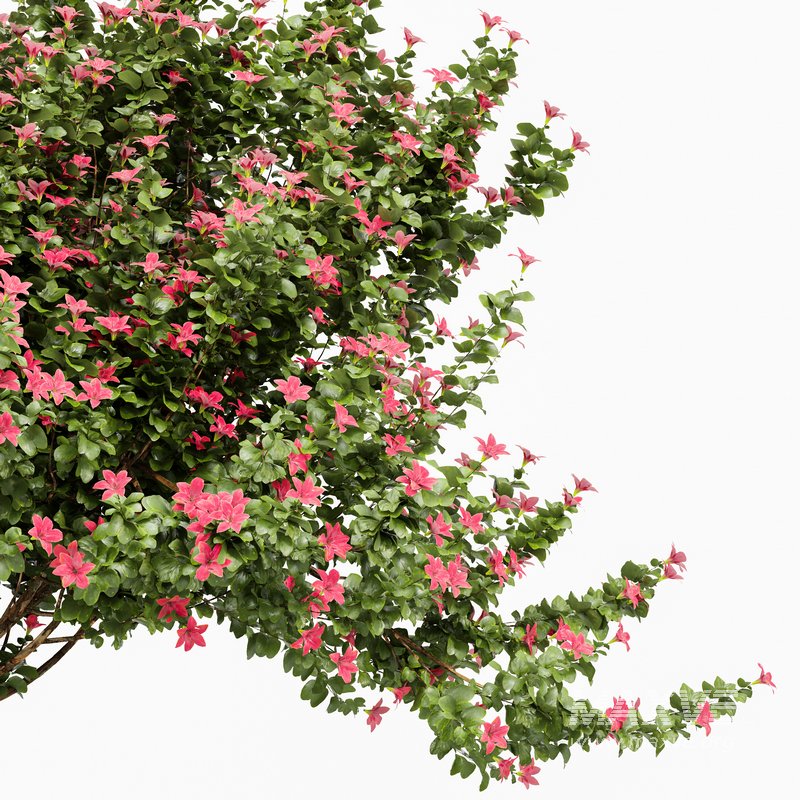 Orchid 2Tree Fragrant Flower - Image 5