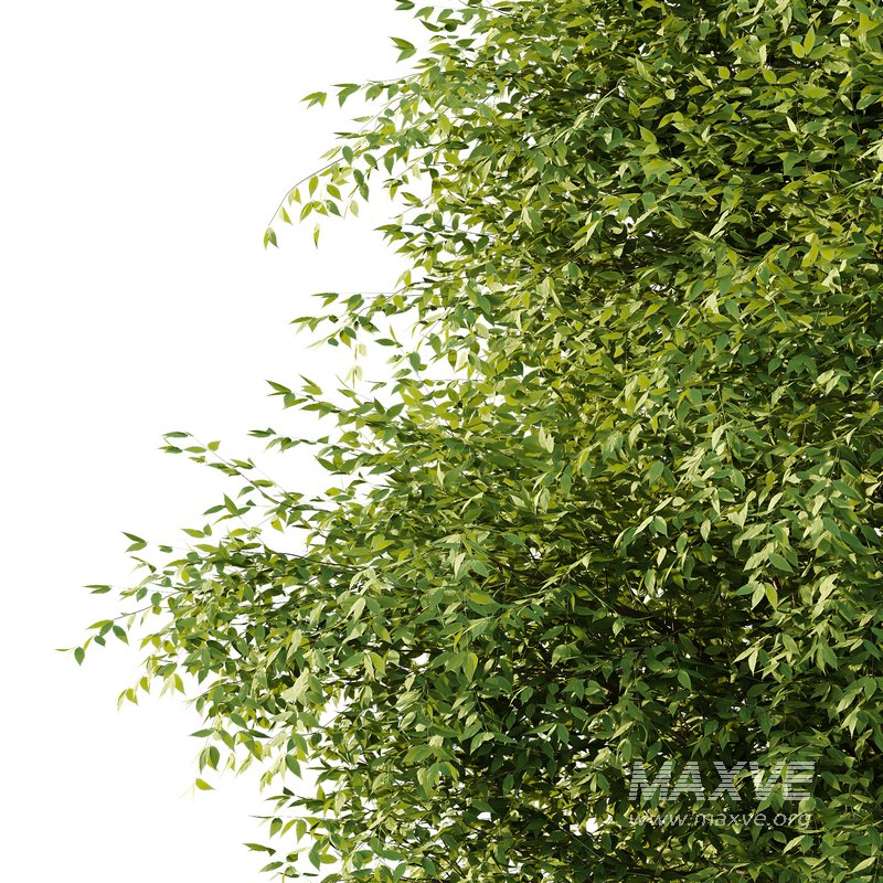 fraxinus excelsior Tree04 - Image 3