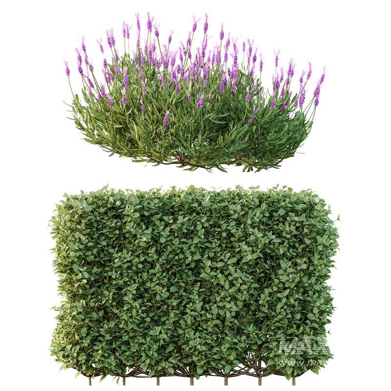 spring bush Lavandula Pedunculata Atlantica Subpedunculata - Image 2