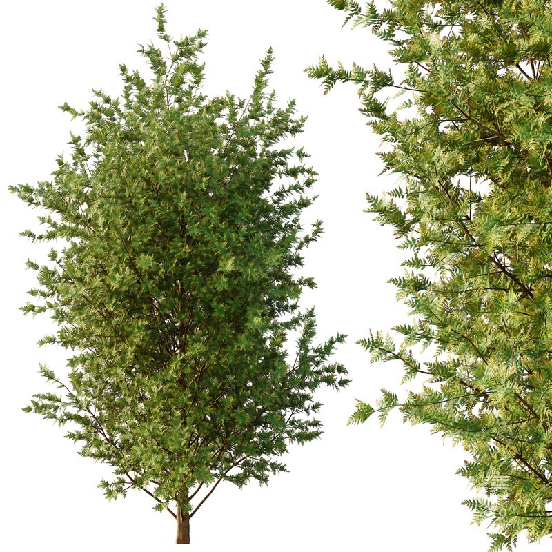 beautiful tree01 - Image 4