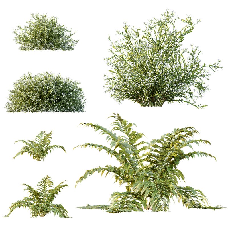 spring bush Macrothelypteris OligoPhlebia Torresiana Fern - Image 5