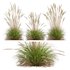 Carex Elata Aurea Grass and Calamagrostis Acutiflora Karl Foerster - Thumbnail 4
