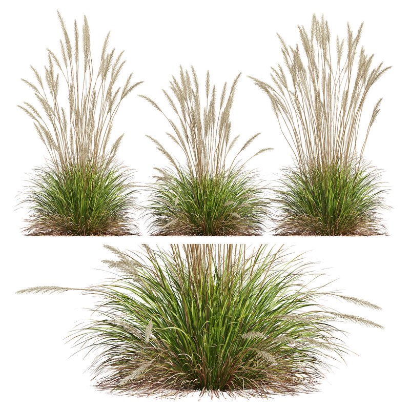 Carex Elata Aurea Grass and Calamagrostis Acutiflora Karl Foerster - Image 4