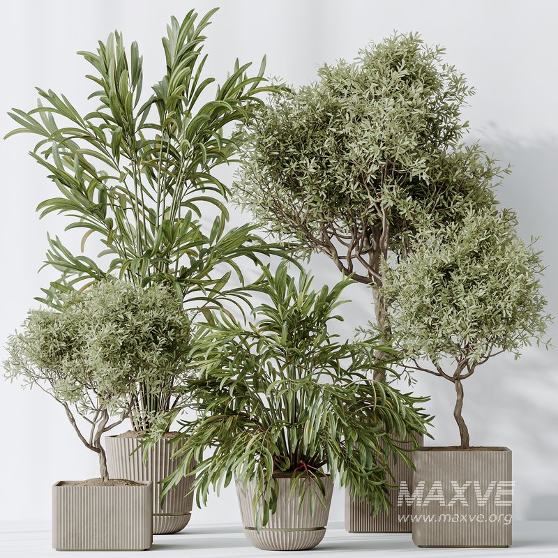 Indoor plants set 109 Dypsis Lutescens Areca Palm and Mission Kalamata Chemlali Olive - Image 7