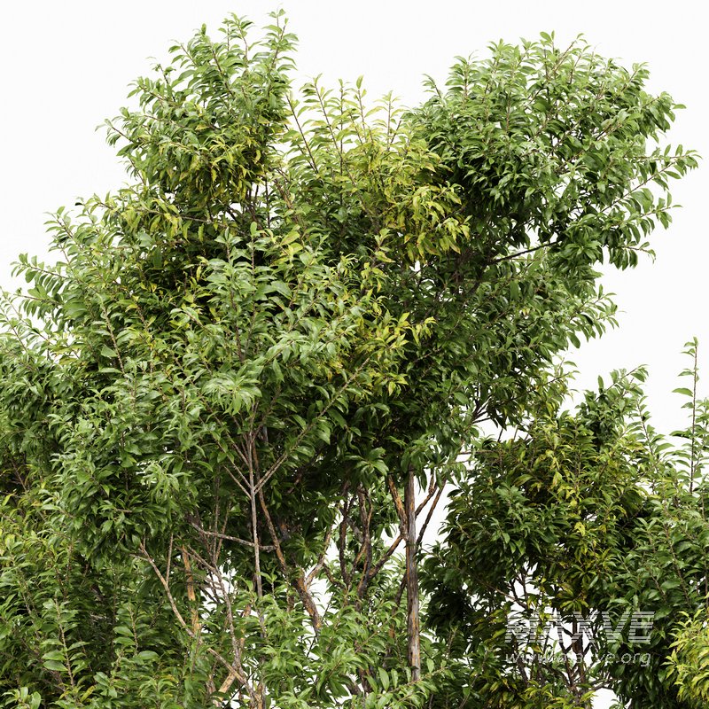 summer fall trees Sydney blue gum and Acer Saccharinum - Image 2