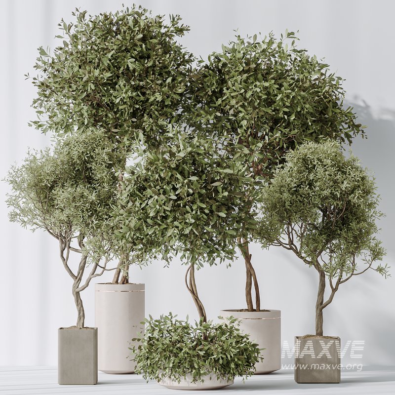 Indoor plants set 106 Olive Artificial Olivo Olea Tree and Mission Kalamata Leccino Arbequina - Image 2