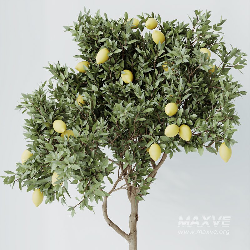 HQ HousePlants Mandarin Citrus Fruit Lomen Calamondin Tree - Image 4