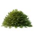 Cypress Bush 02 - Thumbnail 2