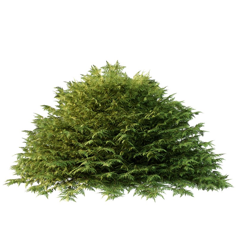 Cypress Bush 02 - Image 2