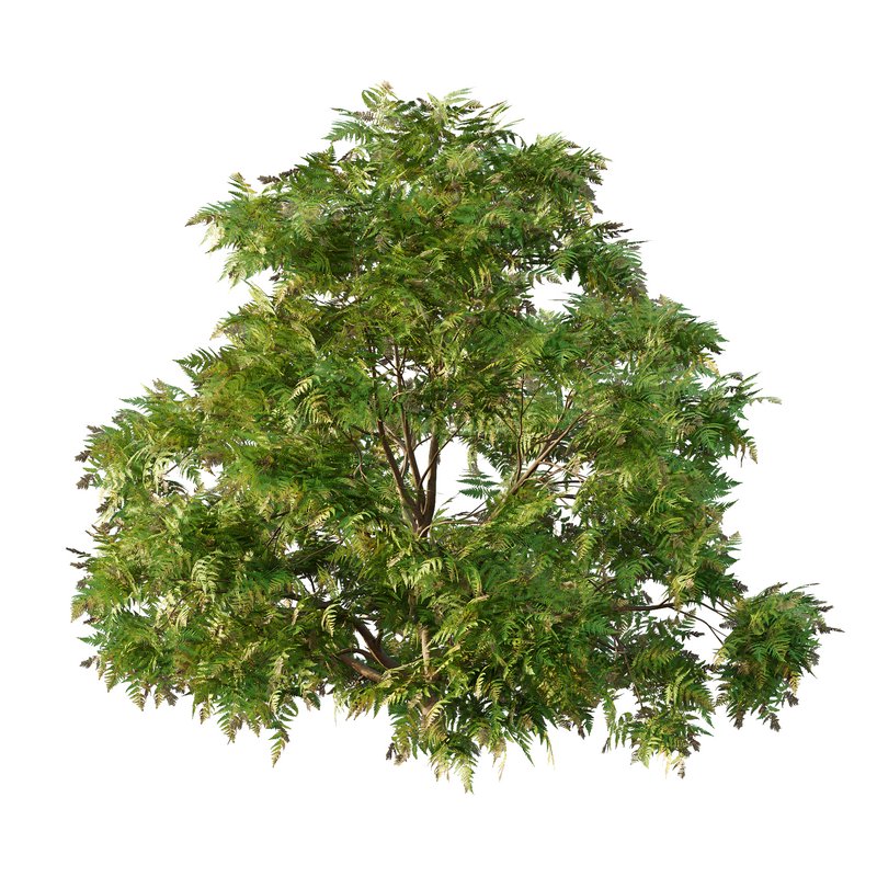 Cypress Bush 05 - Image 2