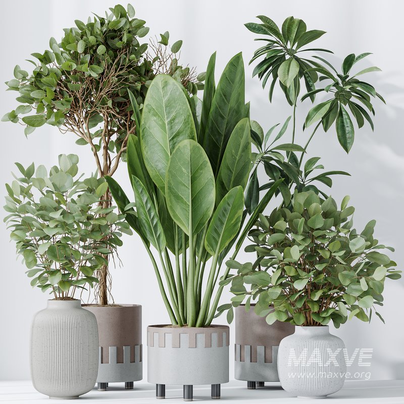 Indoor plants set 110 Eucalyptus Bouquet and Ficus Beliza - Image 4