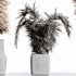 HQ HousePlants Decorative Stoilan Pampas Dried Branches Pampy04 - Thumbnail 1