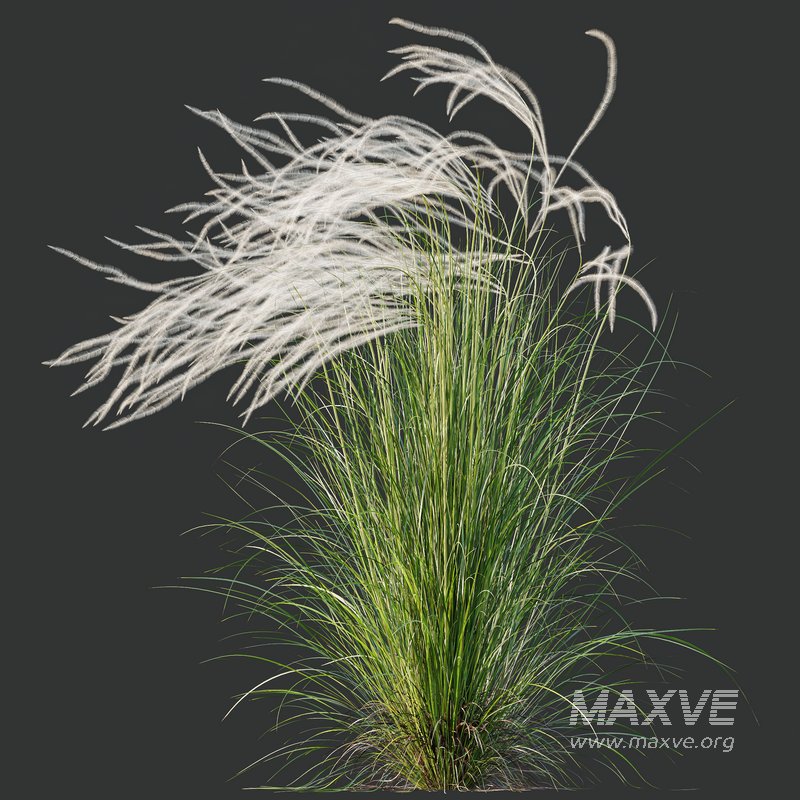 HQ Plants European Feather Stipa Pennata Grass - Image 4