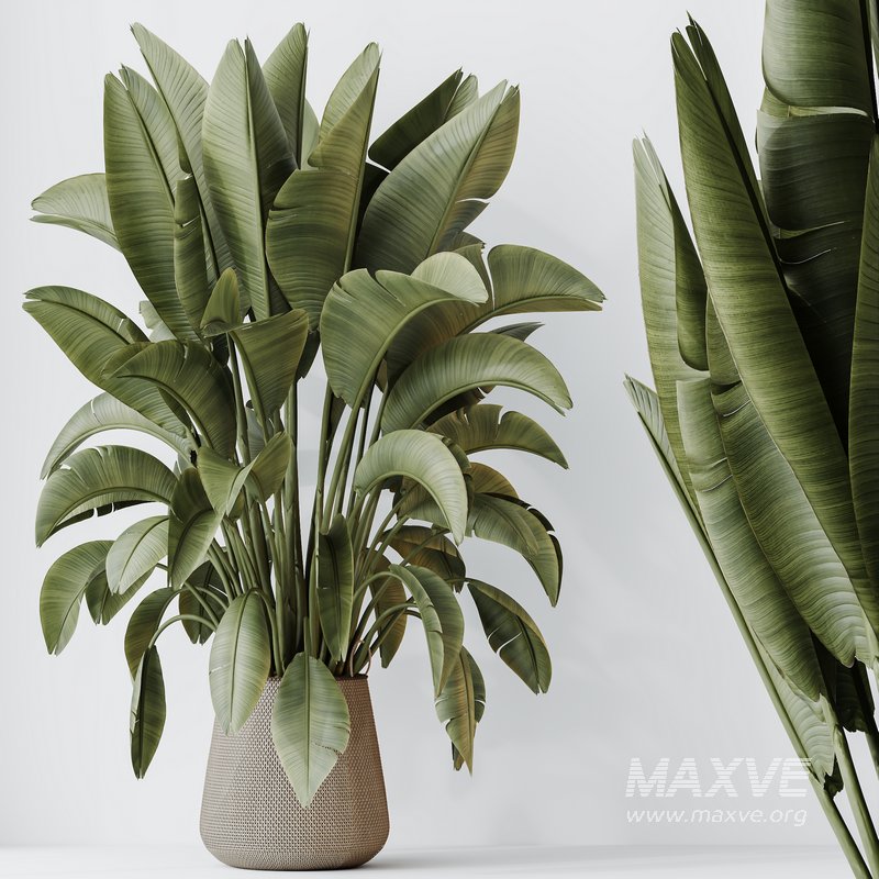 HQ HousePlants Ravenala Banana Strelitzia Nicolai Bird Of Paradise Set04 - Image 1