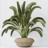 HQ HousePlants Ravenala Banana Strelitzia Nicolai Bird Of Paradise - Thumbnail 3