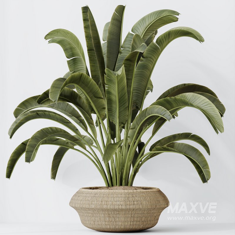 HQ HousePlants Ravenala Banana Strelitzia Nicolai Bird Of Paradise - Image 3