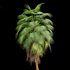 Mexican Fan Palm Washingtonia Robusta 9 trees - Thumbnail 5