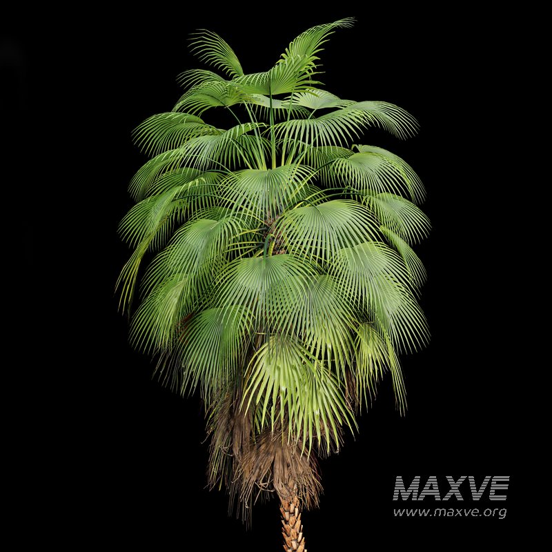 Mexican Fan Palm Washingtonia Robusta 9 trees - Image 5