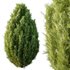 Italian Cypress Tree 31 - Thumbnail 3