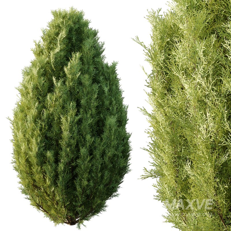 Italian Cypress Tree 31 - Image 3