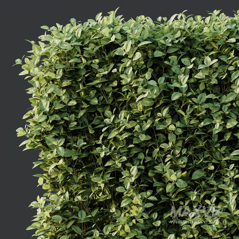 Ligustrum Ovalifolium Argenteum Aureum - Image 3
