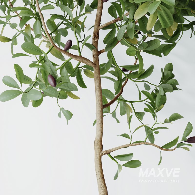 HQ HousePlants Briful Pachira Aquatica Grand Artificiel - Image 2