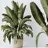 HQ HousePlants Ravenala Banana Strelitzia Nicolai Bird Of Paradise Set07 - Thumbnail 4