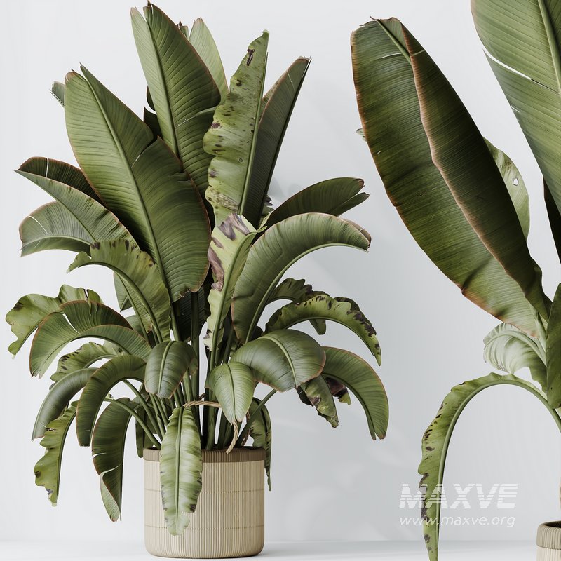 HQ HousePlants Ravenala Banana Strelitzia Nicolai Bird Of Paradise Set07 - Image 4