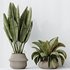 HQ HousePlants Ravenala Banana Strelitzia Nicolai Bird Of Paradise Set04 - Thumbnail 2