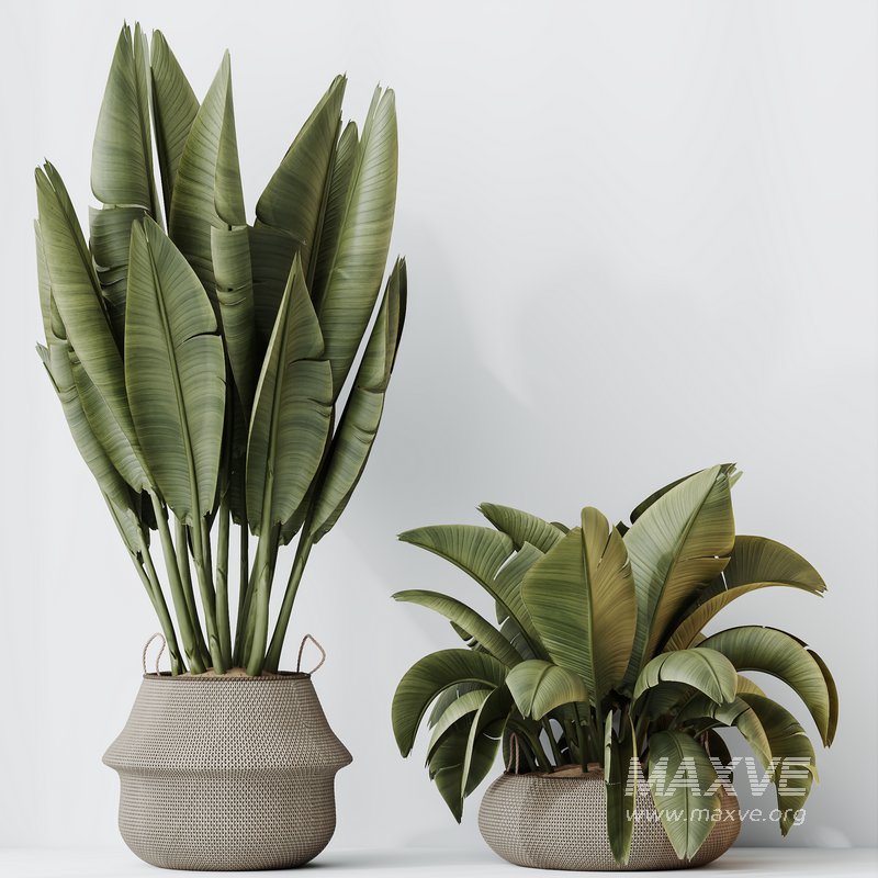 HQ HousePlants Ravenala Banana Strelitzia Nicolai Bird Of Paradise Set04 - Image 2