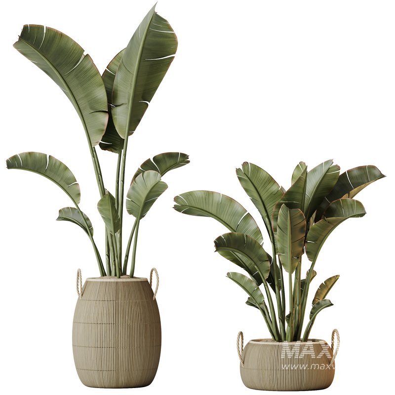 HQ HousePlants Ravenala Banana Strelitzia Nicolai Bird Of Paradise Set08 - Image 2