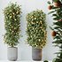 HQ HousePlants Mandarin Citrus Fruit Bosnai China Orange Tree Set02 - Thumbnail 4