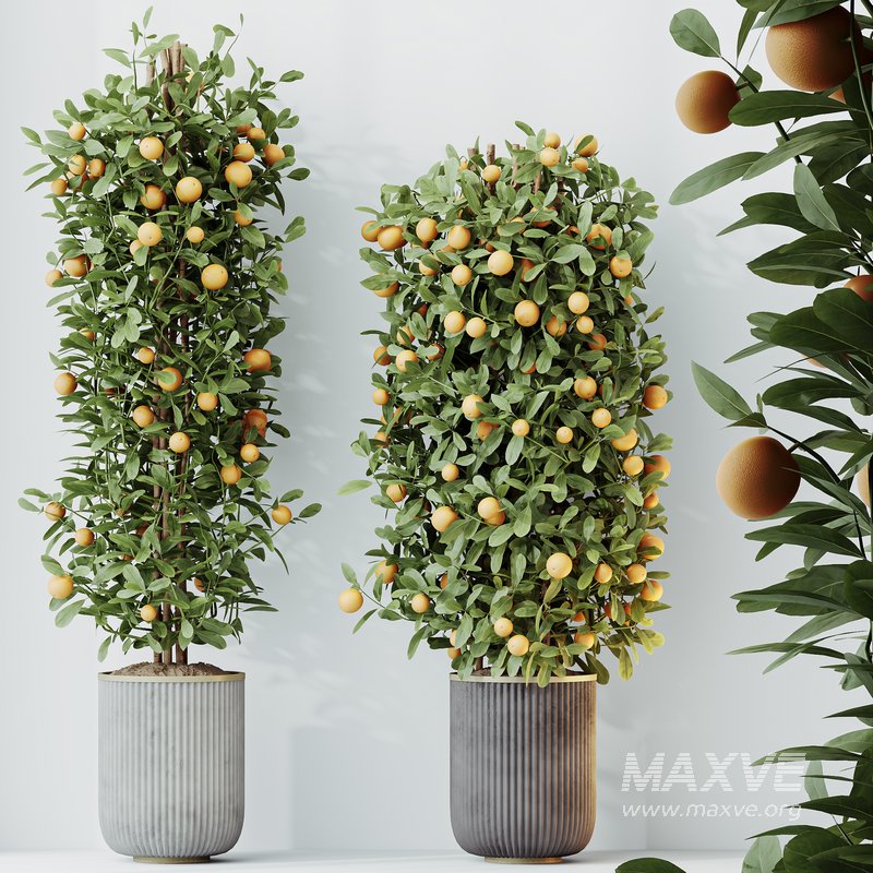 HQ HousePlants Mandarin Citrus Fruit Bosnai China Orange Tree Set02 - Image 4