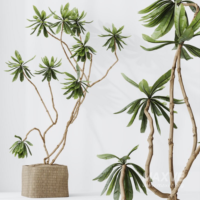 HQ HousePlants Decorative Ficus Cyathistipula African Fig03 - Image 3