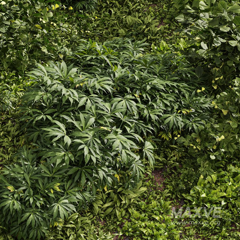 Meadow Lawn Grassland Set 004 - Image 4