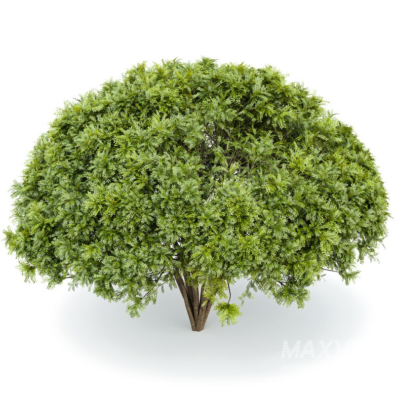 Palo verde 2 trees - Image 1