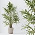Indoor plants set 109 Dypsis Lutescens Areca Palm and Mission Kalamata Chemlali Olive - Thumbnail 3