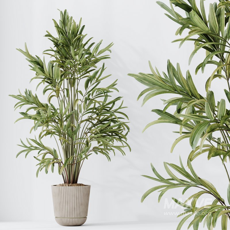 Indoor plants set 109 Dypsis Lutescens Areca Palm and Mission Kalamata Chemlali Olive - Image 3
